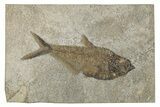 Beautiful Fossil Fish (Diplomystus) - Green River Formation #269901-1